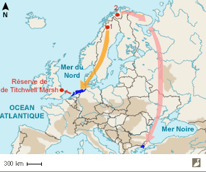 Aires de nidification (en rouge) et d'hivernage (en bleu) des populations suédoise (1) et norvégienne (2) de l'Oie naine 