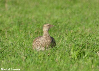 Outarde canepetière (Tetrax tetrax)