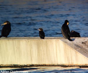 Cormoran pygmée (Microcarbo pygmaeus) et Grands Cormorans (Phalacrocoarx carbo)