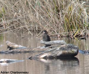 Cormoran pygmée (Microcarbo pygmaeus)