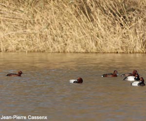 Fuligules nyrocas (Aythya nyroca) et milouins (A. ferina)