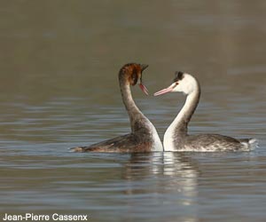 Grèbes huppés (Podiceps cristatus) paradant