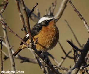 Rougequeue de Moussier (Phoenicurus moussieri) mâle