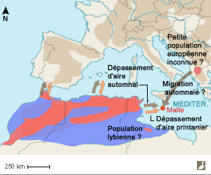 Aire de répartition du Rougequeue de Moussier et explications possibles des observations sud-européennes