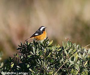 Rougequeue de Moussier (Phoenicurus moussieri) mâle