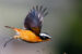 1-Rougequeue de Moussier | Phoenicurus moussieri | Moussier’s Redstart