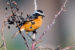 1-Rougequeue de Moussier | Phoenicurus moussieri | Moussier’s Redstart