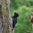 Conférence « Arbres & Oiseaux, une symbiose essentielle »