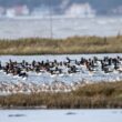 Conférence sur le suivi et l’évolution des populations d’oiseaux