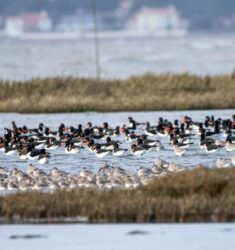 Conférence sur le suivi et l’évolution des populations d’oiseaux