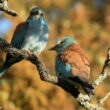 7ème édition du Festival Nature du Groupe Ornithologique du Roussillon