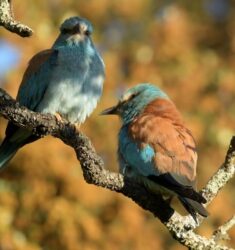 7ème édition du Festival Nature du Groupe Ornithologique du Roussillon