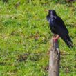 Crave à bec rouge dans le Val d’Azun