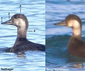 Macreuses à bec jaune (Melanitta americana) et noire (M. nigra) femelles