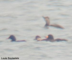 Macreuse à bec jaune (Melanitta americana) mâle adulte et Macreuses noires (M. nigra)