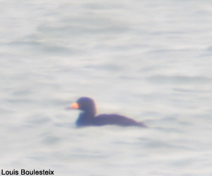 Macreuse à bec jaune (Melanitta americana) mâle adulte 