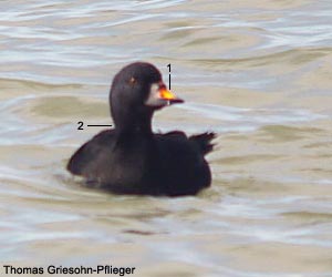 Macreuse noire (Melanitta nigra) mâle adulte