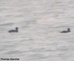 Macreuses à bec jaune (Melanitta americana) et noire (M. nigra) mâles adultes