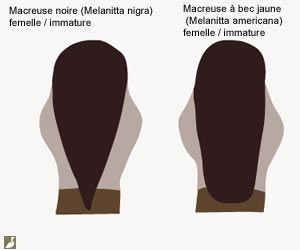 Dessins de la nuque des Macreuses noire (Melanitta nigra) et à bec jaune (M. americana) femelles