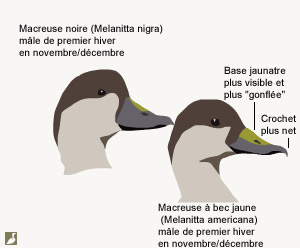 Têtes des Macreuses à bec jaune (Melanitta americana) et noire (M. nigra) mâles de premier hiver