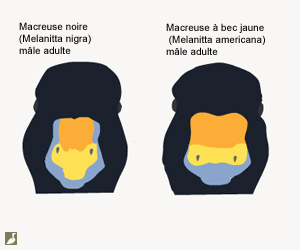 Dessins des becs des Macreuses à bec jaune (Melanitta americana) et noire (M. nigra) mâles adultes vus de face