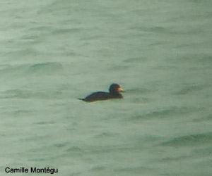 Macreuse à bec jaune (Melanitta americana) mâle adulte