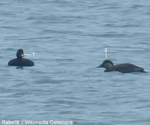 Macreuses noire (Melanitta nigra) mâle et femelle adultes