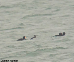 Macreuses à bec jaune (Melanitta americana) mâle adulte et noire (M. nigra) devant la plage de Cabourg (Calvados)