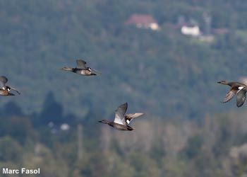 Canards chipeaux (Mareca strepera)