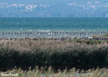 Roselière et Grands Cormorans (Phalacrocorax carbo) dans la réserve naturelle du Fanel, sur le lac de Neuchâtel (Suisse) 