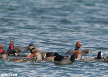 Nettes rousses (Netta rufina) sur le lac de Neuchâtel (Suisse) 