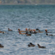 Où observer les oiseaux du lac de Neuchâtel (Suisse), nouveau royaume hivernal de la Nette rousse ?