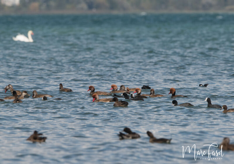 Où observer les oiseaux du lac de Neuchâtel (Suisse), nouveau royaume hivernal de la Nette rousse ?