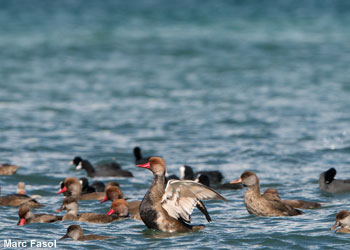 Nettes rousses (Netta rufina) sur le lac de Neuchâtel (Suisse) 