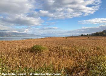 Vaste roselière dans la Grande Cariçaie, sur la rive sud du lac de Neuchâtel (Suisse)