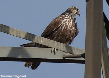 Faucon sacre (Falco cherrug) de seconde année