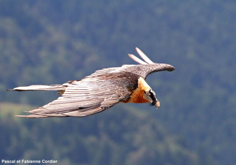 La « barbe » du Gypaète barbu (Gypaetus barbatus) servirait-elle aussi de « capteur » des flux d’air ?