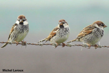 Moineaux espagnols (Passer hispaniolensis) mâles en plumage internuptial