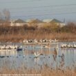 Installation d'une quatrième colonie de Pélicans frisés en Bulgarie en janvier 2025