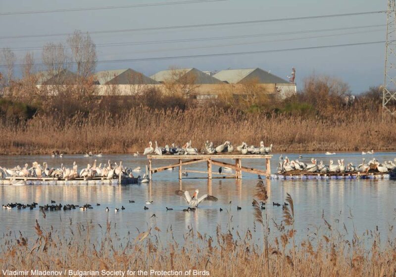 Installation d’une quatrième colonie de Pélicans frisés en Bulgarie en janvier 2025