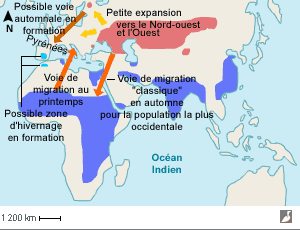 Aire de répartition du Busard pâle et ses voies de migration