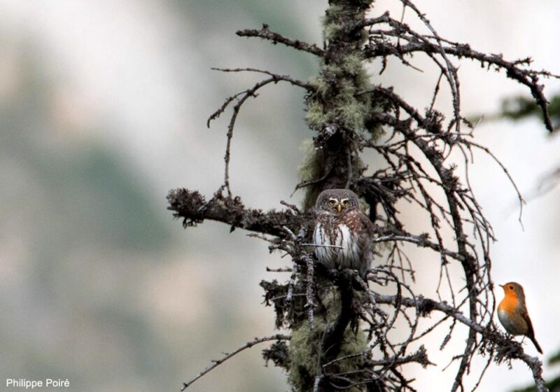 La Chevêchette d’Europe confirme son installation dans les Pyrénées espagnoles et a été découverte récemment en Catalogne