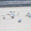 La population de Cygnes de Bewick hivernant de l’est de la Méditerranée à la mer Caspienne serait plus importante qu’on ne le pensait