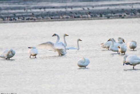 La population de Cygnes de Bewick hivernant de l'est de la Méditerranée à la mer Caspienne serait plus importante qu'on ne le pensait