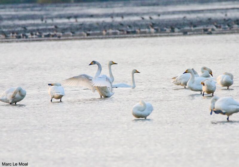 La population de Cygnes de Bewick hivernant de l’est de la Méditerranée à la mer Caspienne serait plus importante qu’on ne le pensait