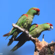 Les efforts de protection de la Conure à gros bec au Mexique semblent commencer à porter leurs fruits