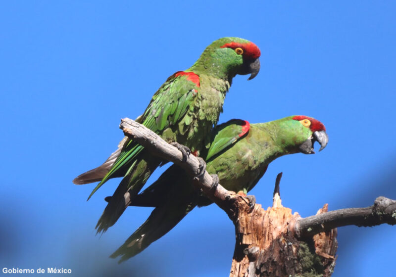 Les efforts de protection de la Conure à gros bec au Mexique semblent commencer à porter leurs fruits