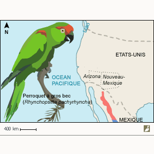 Aire de nidification de la Conure à gros bec (Rhynchopsitta pachyrhyncha)