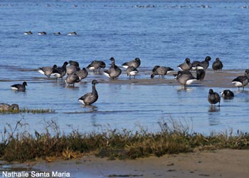 Bernaches cravants (Branta bernicla)