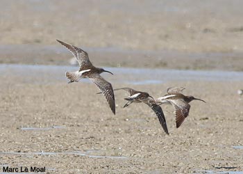 Courlis corlieux (Numenius phaeopus)